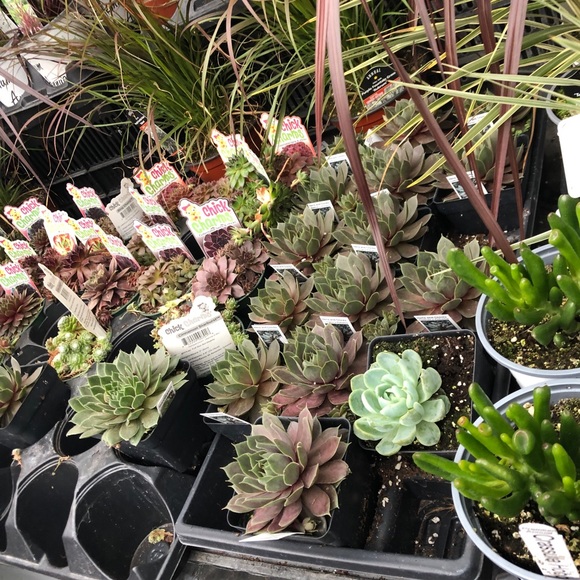 Meet your Posher, Chase - Picture 1 of 1